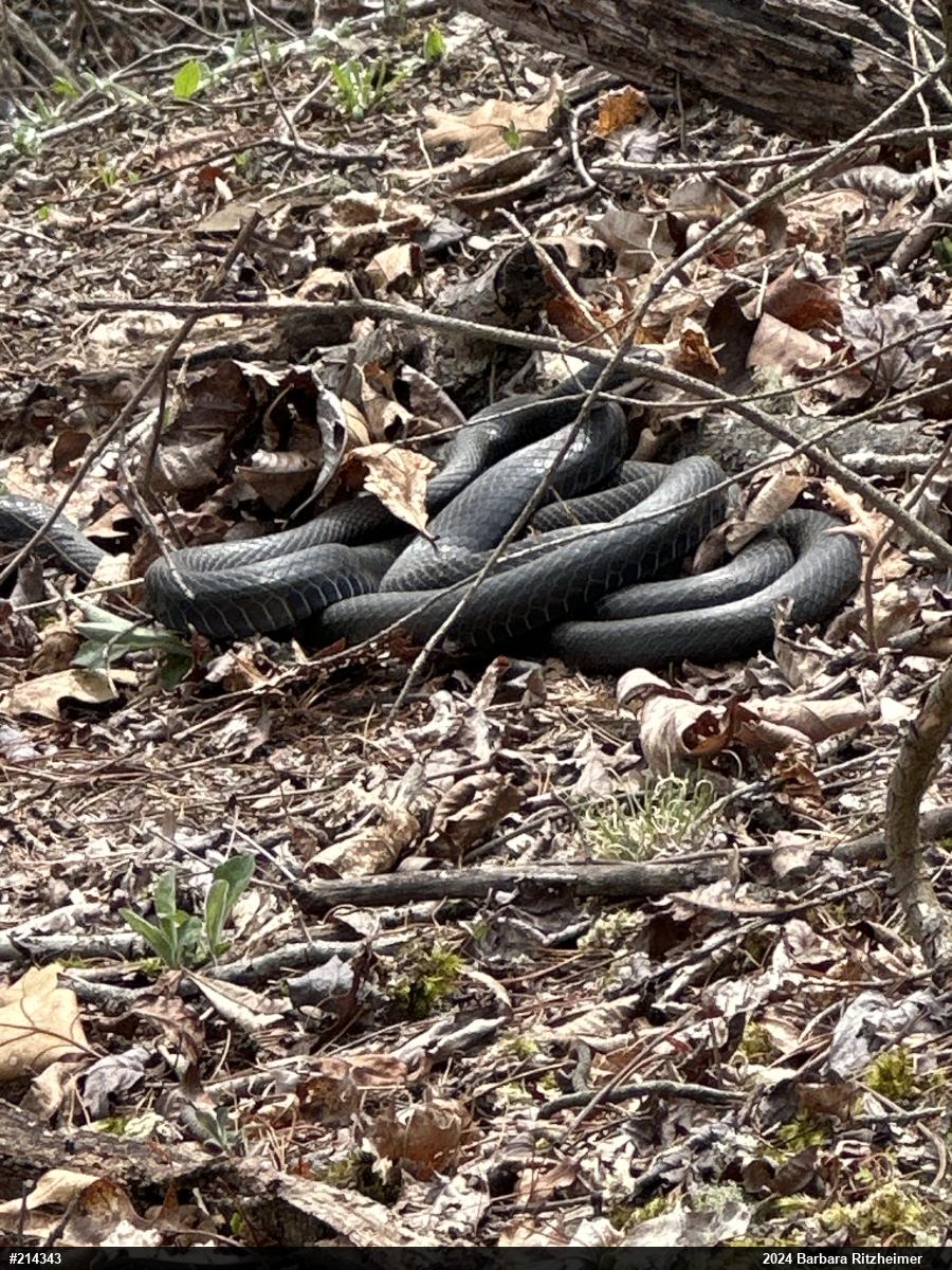 Northern Black Racer