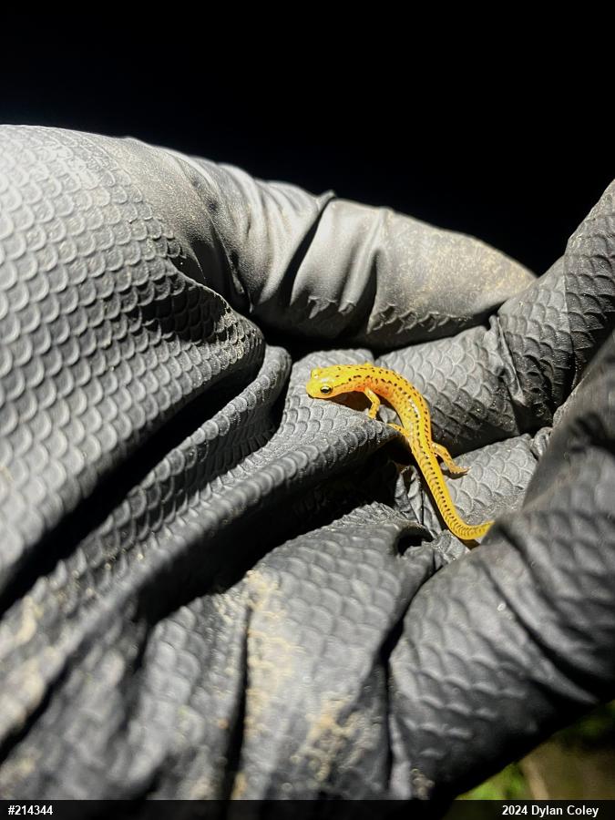 Eastern Long-tailed Salamander