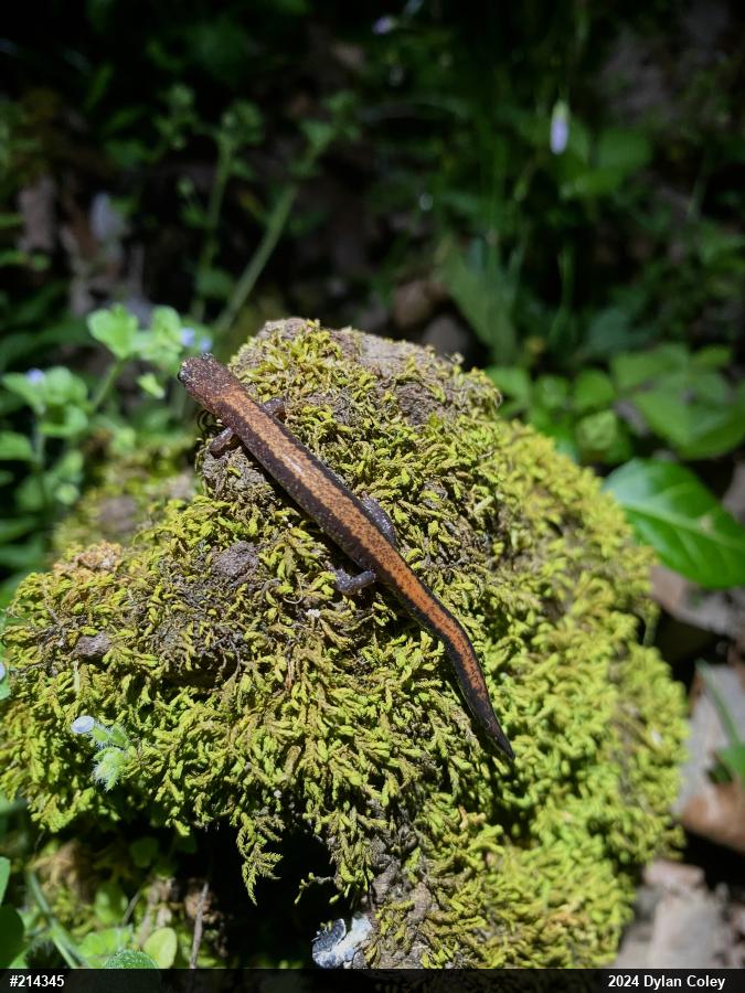 Eastern Red-backed  Salamander