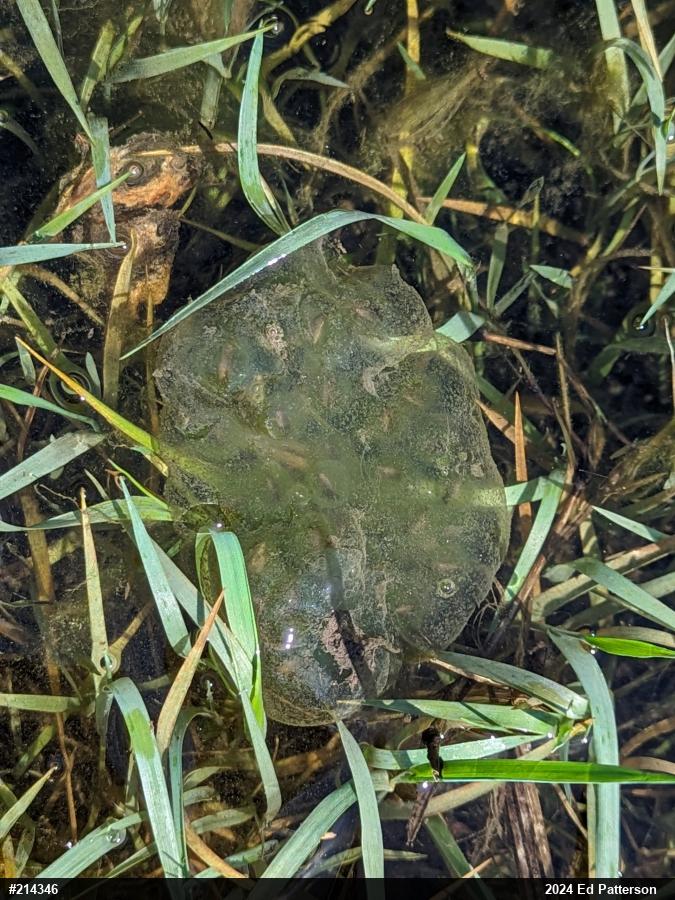 Spotted Salamander