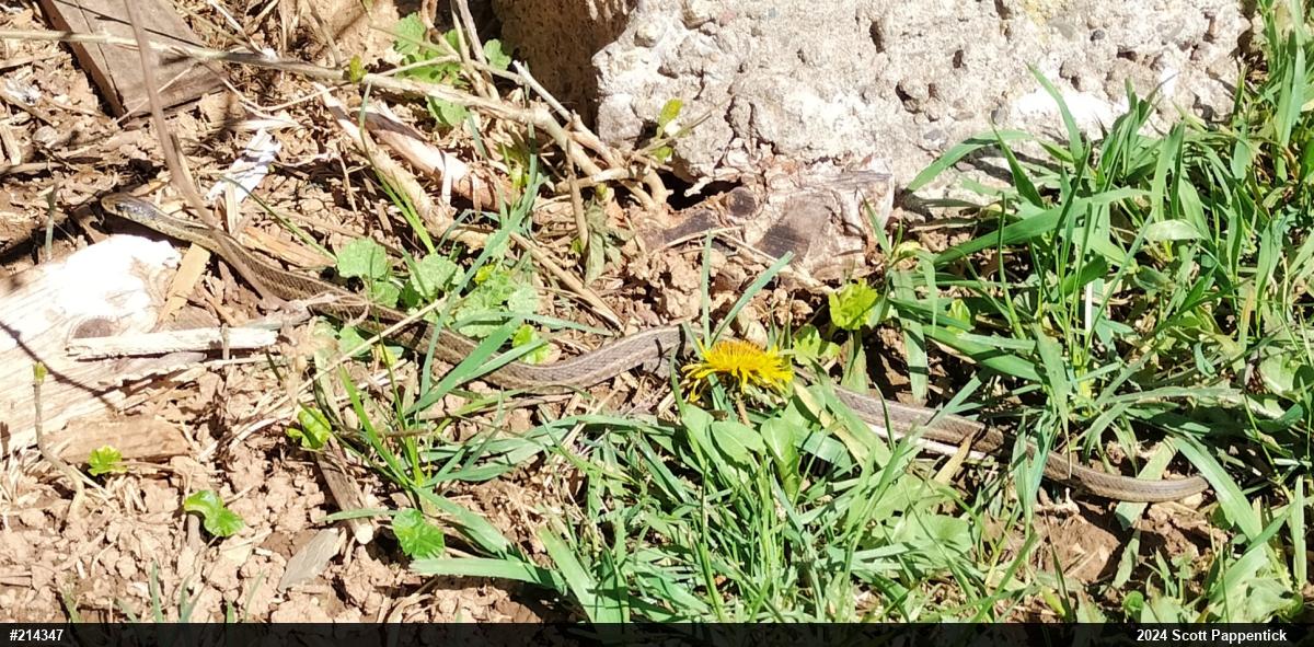 Eastern Gartersnake