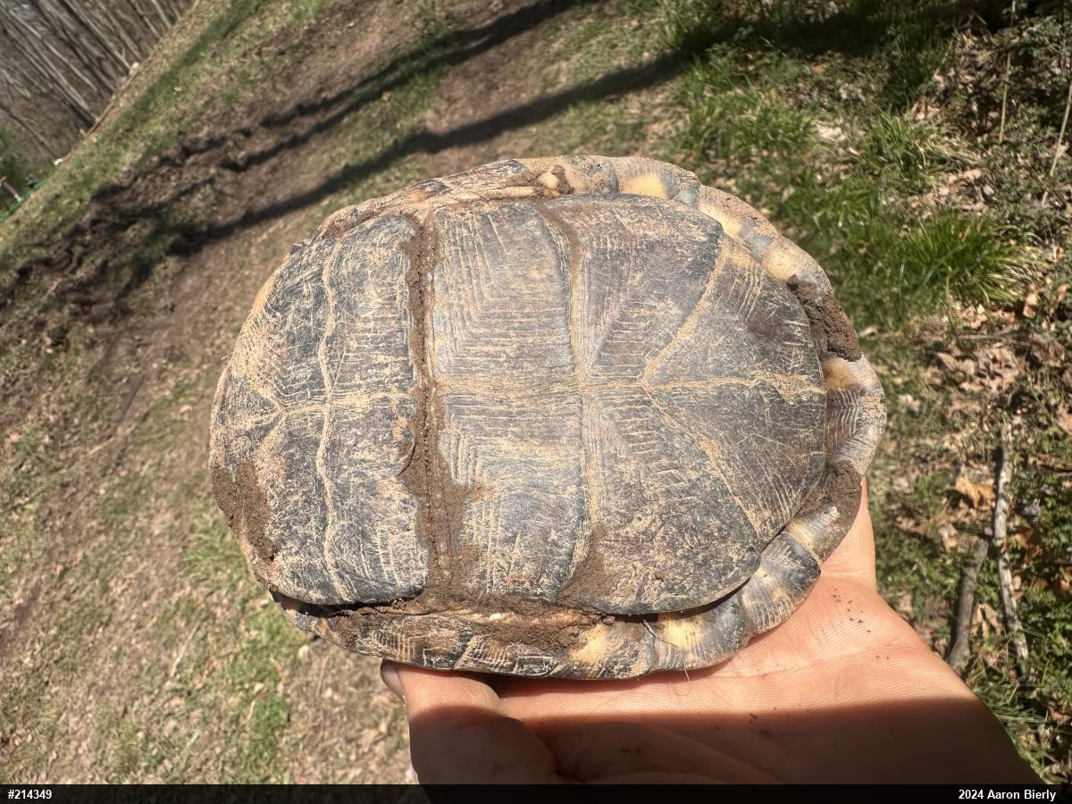 Eastern Box Turtle