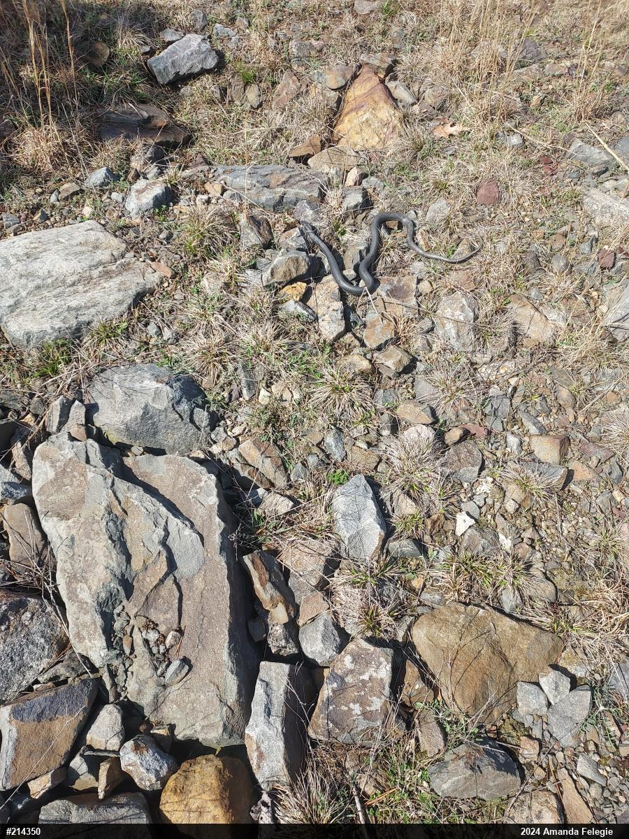 Northern Black Racer