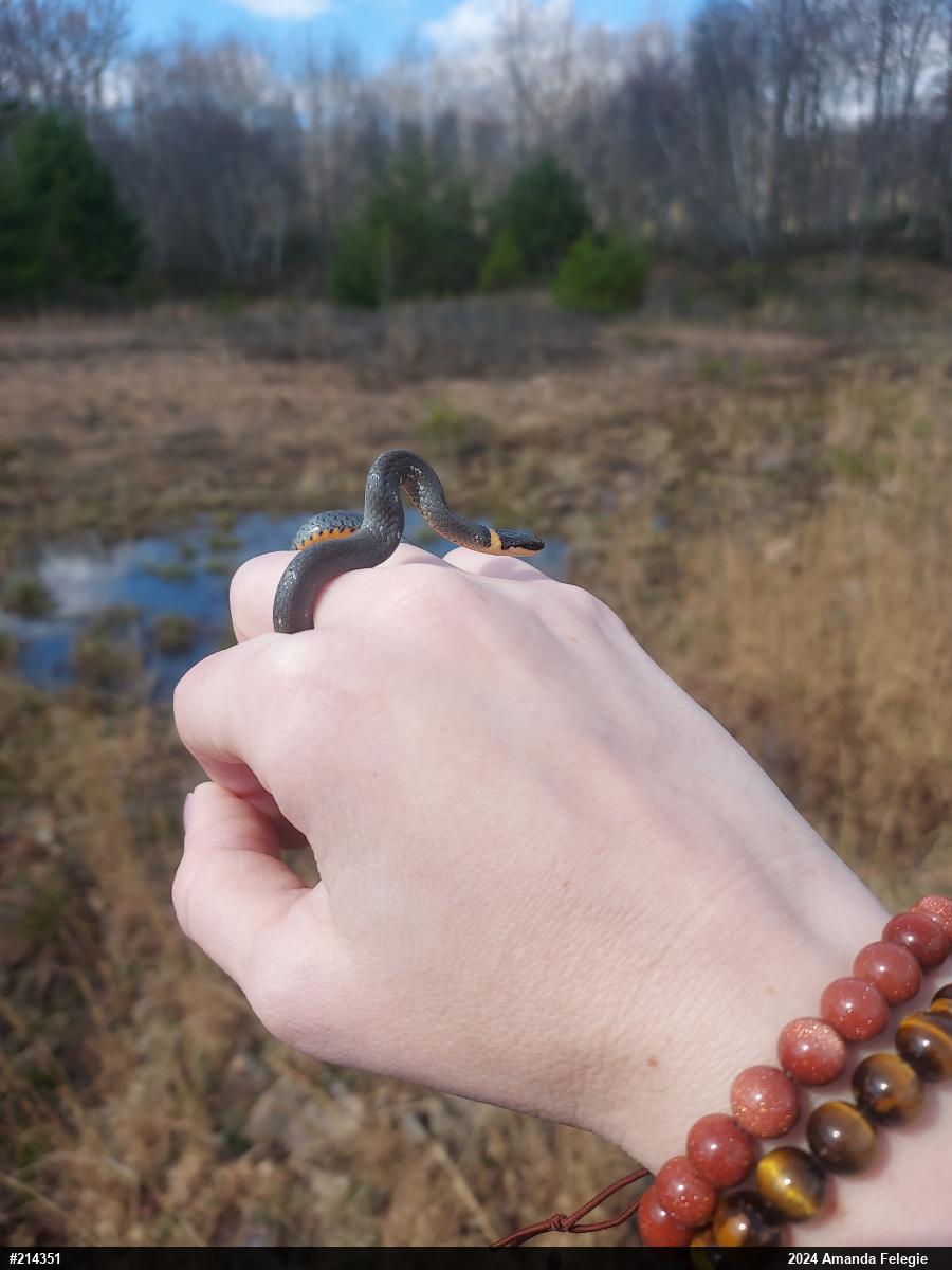 Northern Ring-necked Snake