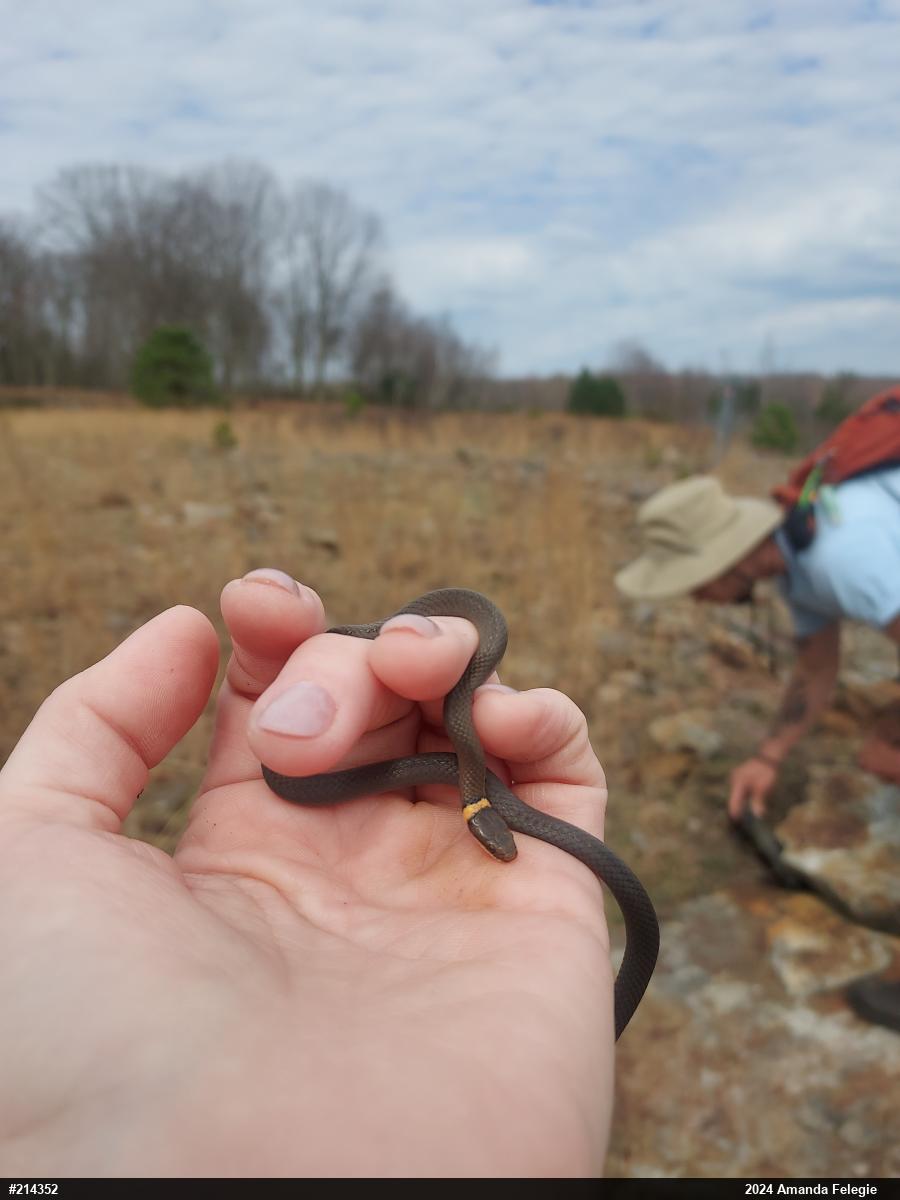 Northern Ring-necked Snake