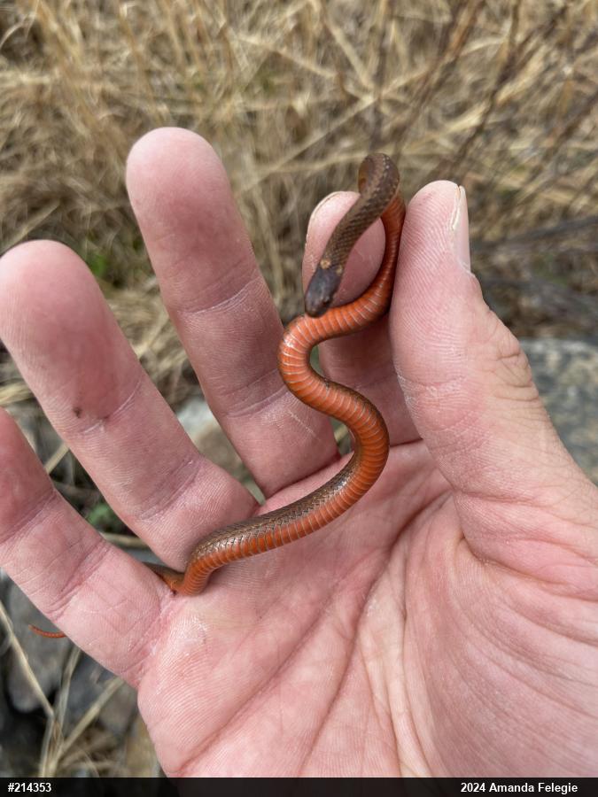 Red-bellied Snake