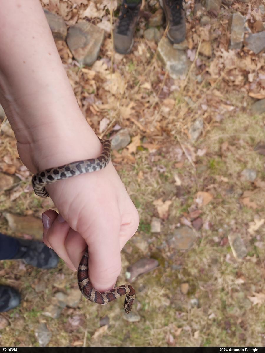 Eastern Milksnake