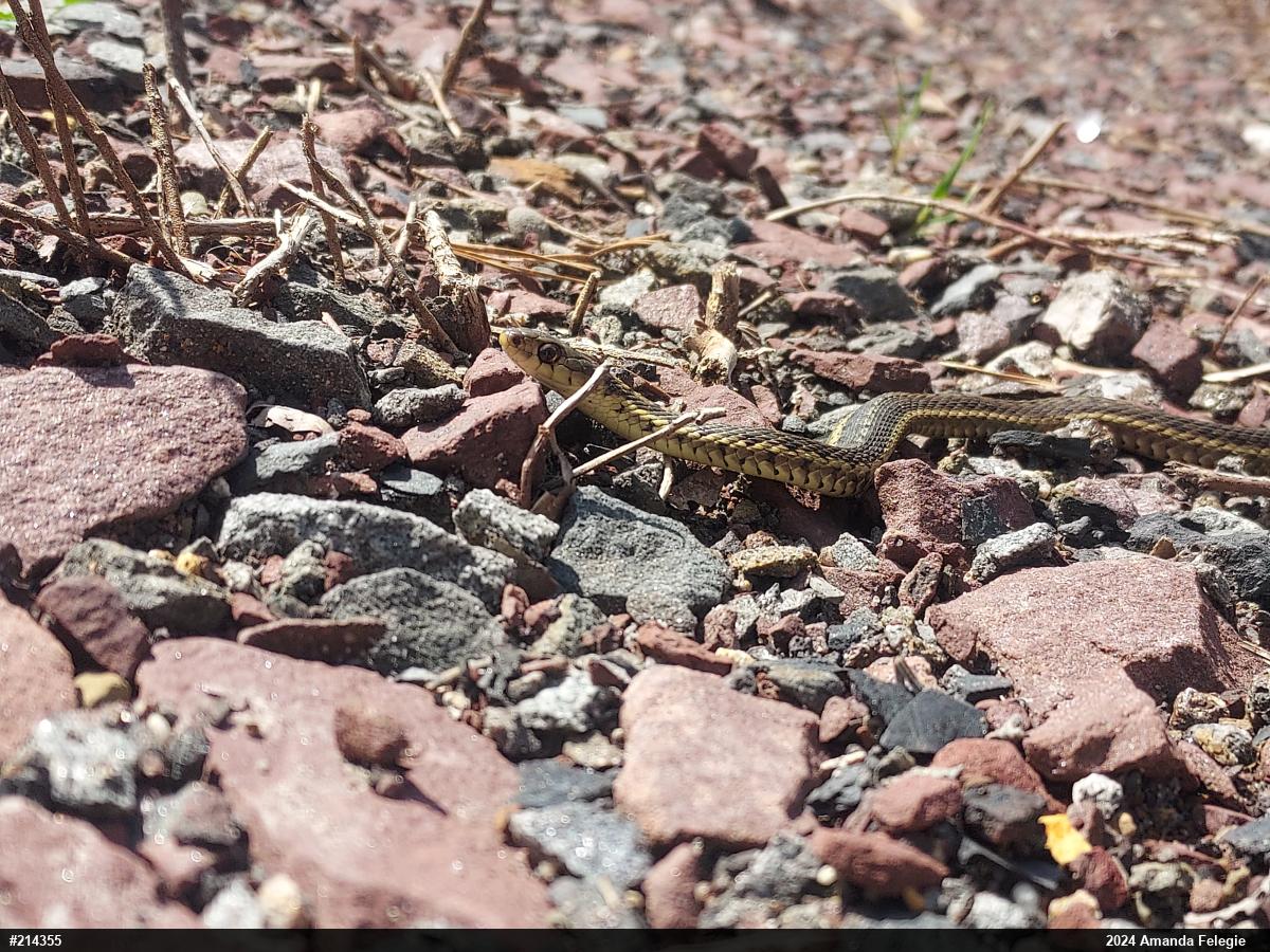 Eastern Gartersnake