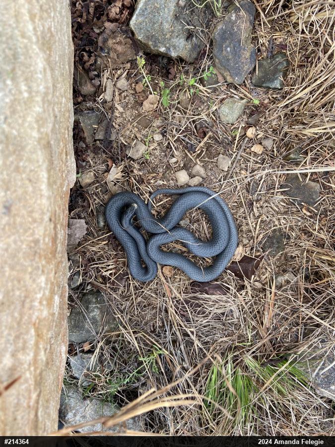 Northern Black Racer