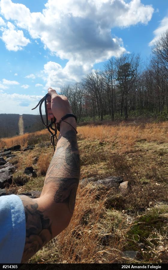 Northern Ring-necked Snake