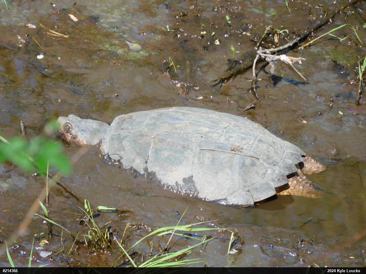 Snapping Turtle