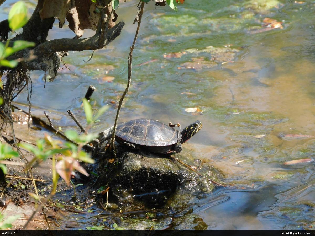 Painted Turtle