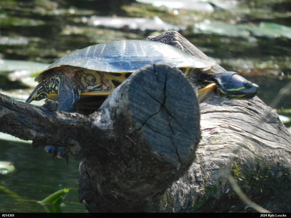 Red-eared Slider