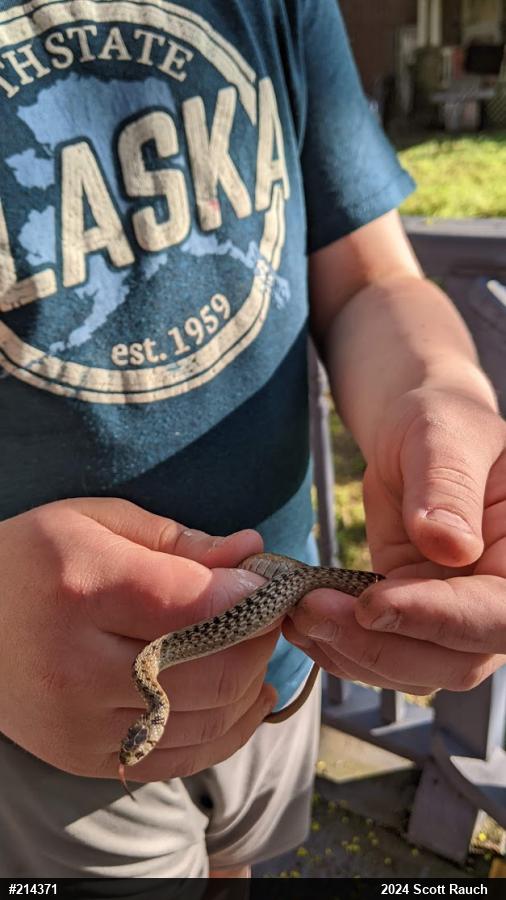 Dekay's Brownsnake