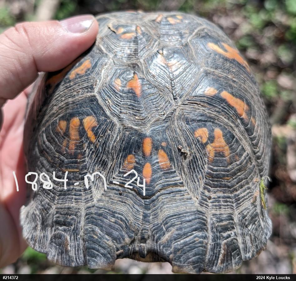 Eastern Box Turtle