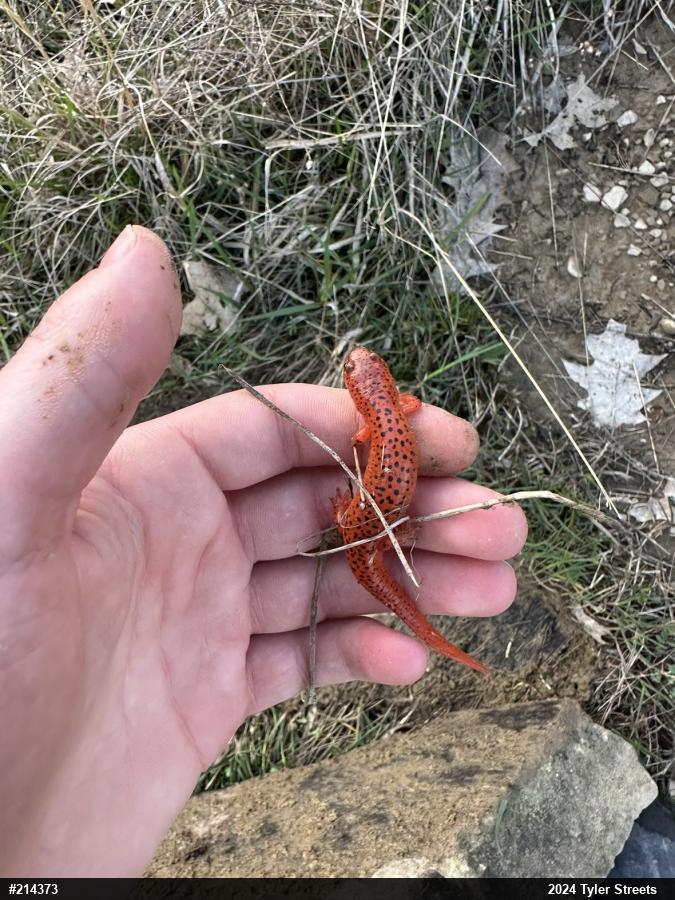 Northern Red Salamander