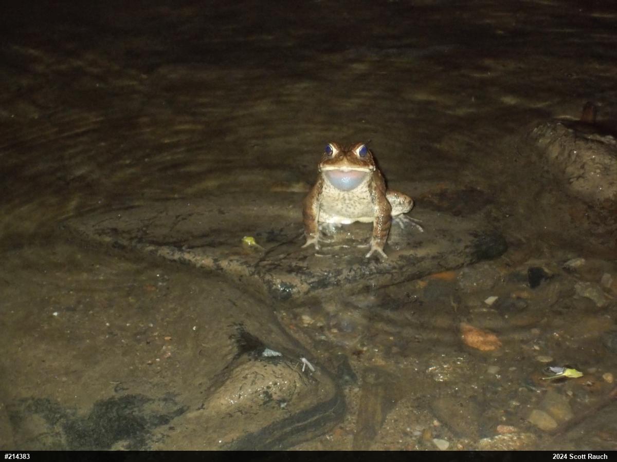 Eastern American Toad