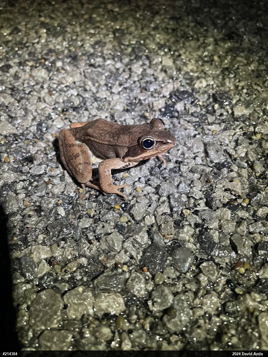 Wood Frog