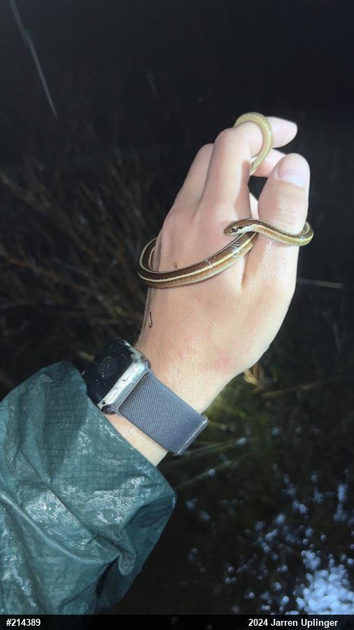 Eastern Ribbonsnake
