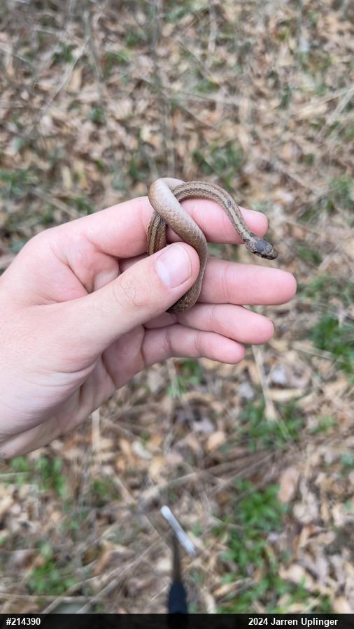 Dekay's Brownsnake