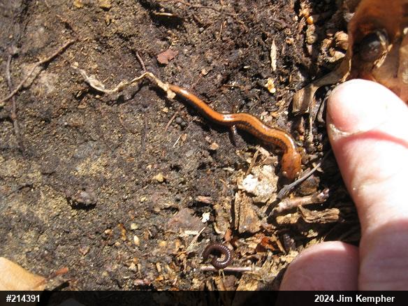 Eastern Red-backed  Salamander