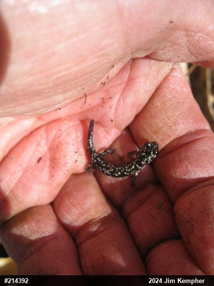 Northern Slimy Salamander