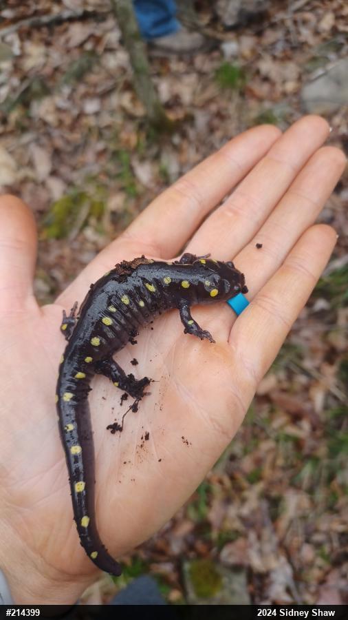 Spotted Salamander