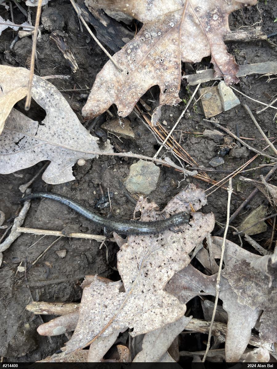 Woodland Salamanders