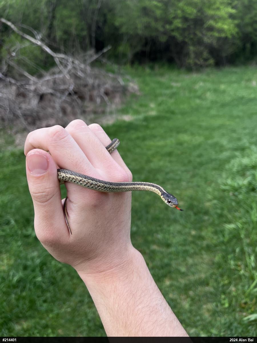 Eastern Gartersnake