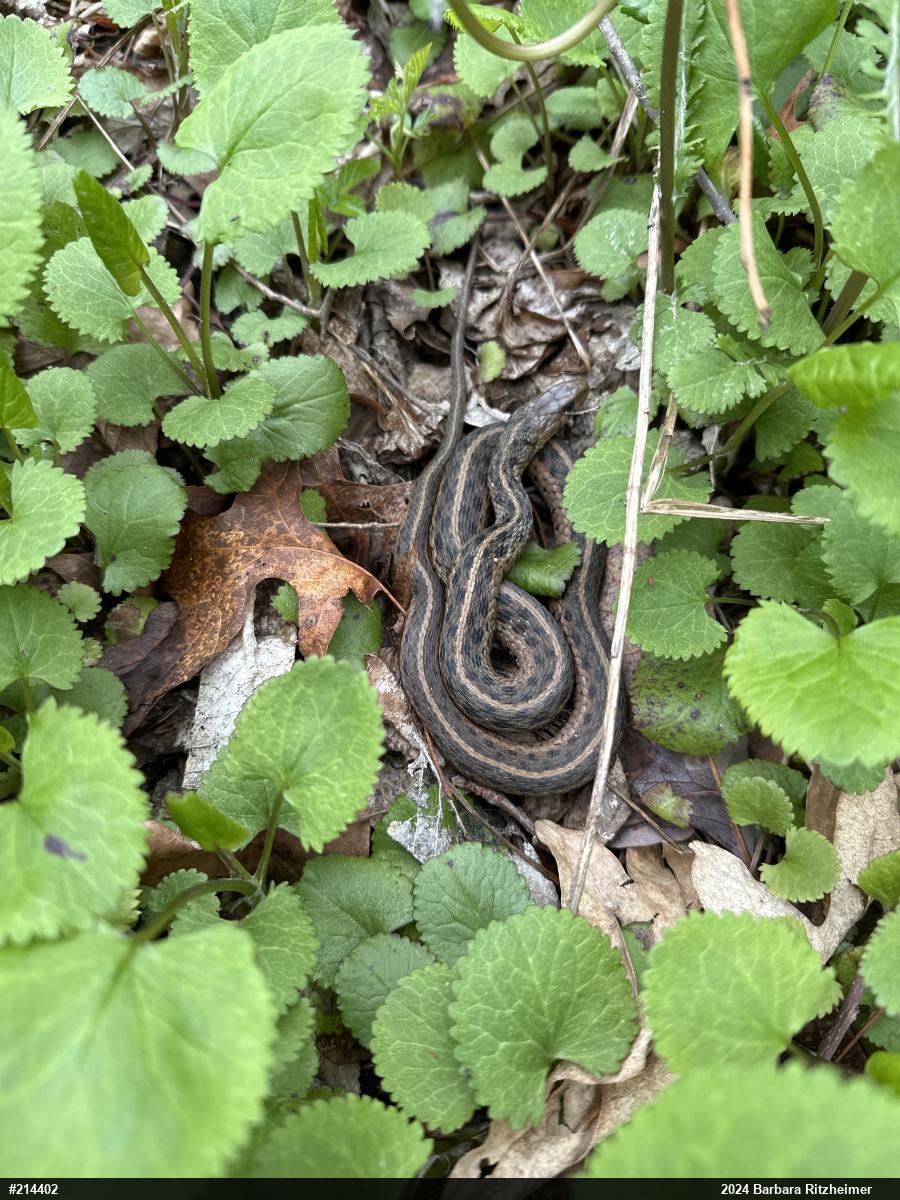 Eastern Gartersnake