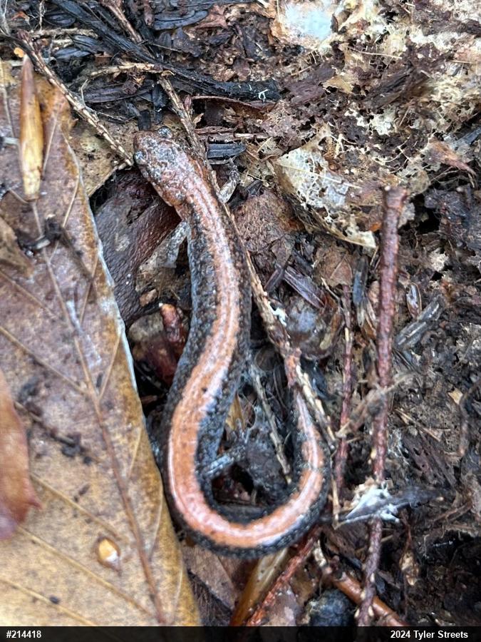 Eastern Red-backed  Salamander