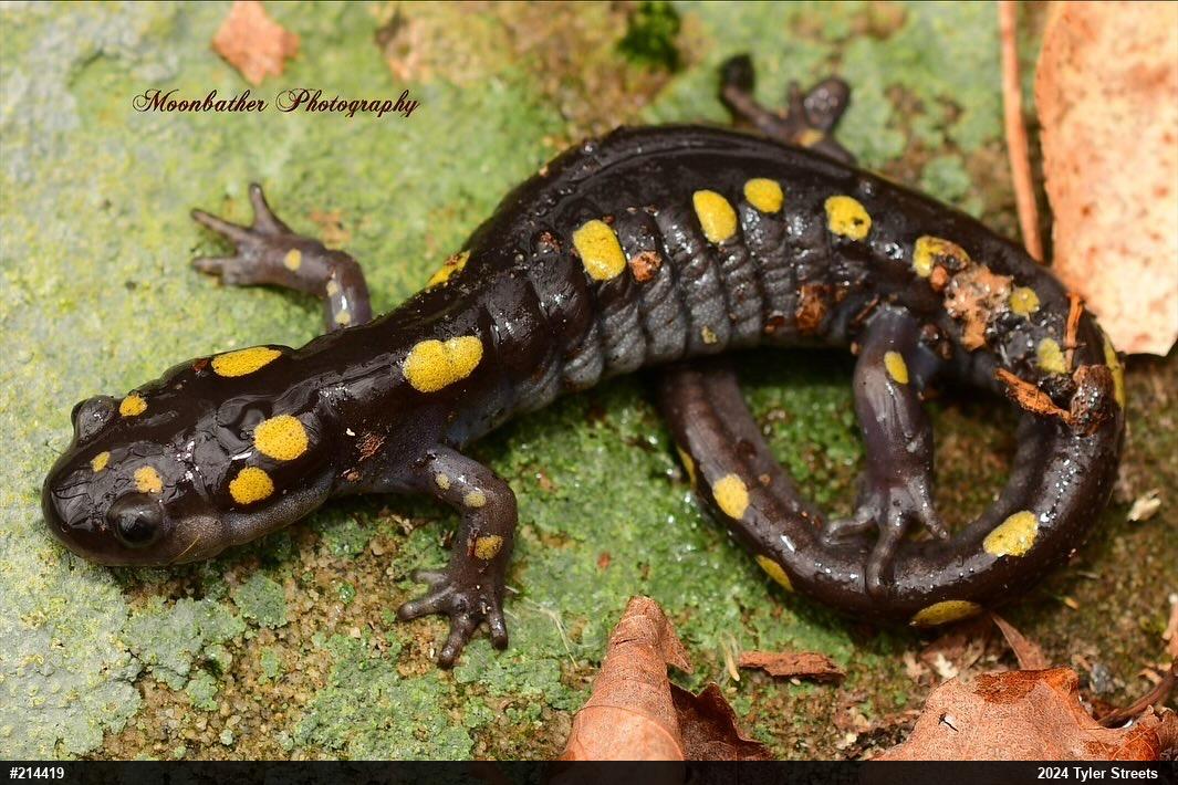 Spotted Salamander