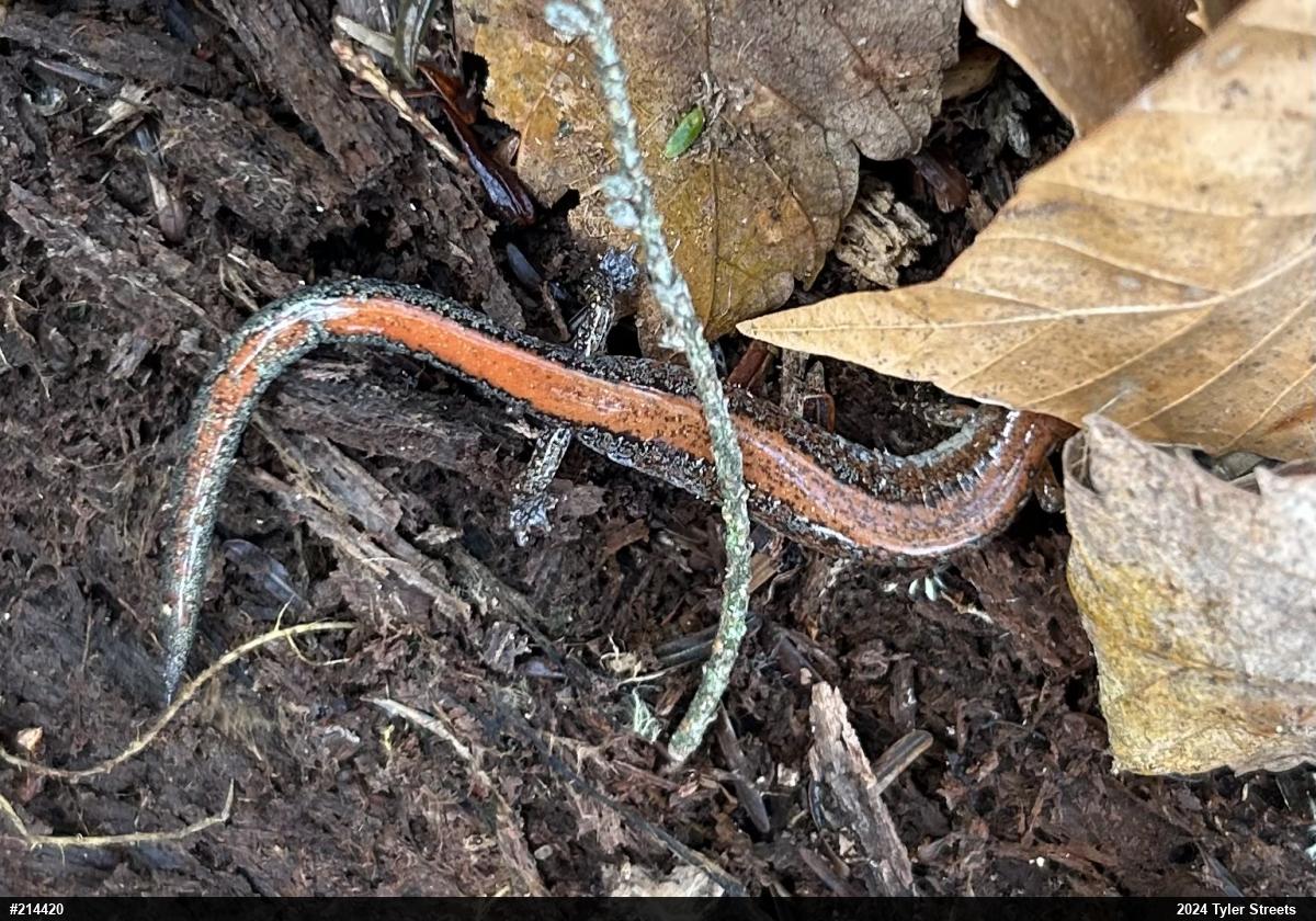 Eastern Red-backed  Salamander
