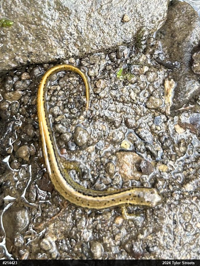 Northern Two-lined Salamander