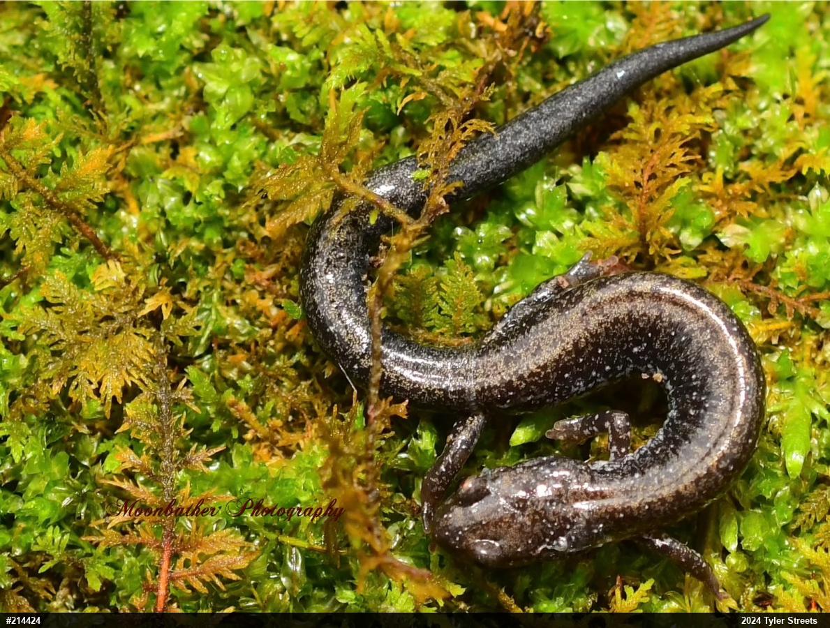 Valley And Ridge Salamander