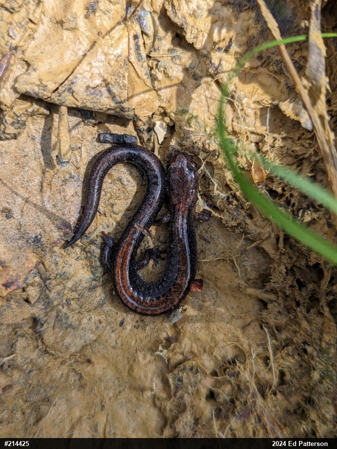 Eastern Red-backed  Salamander