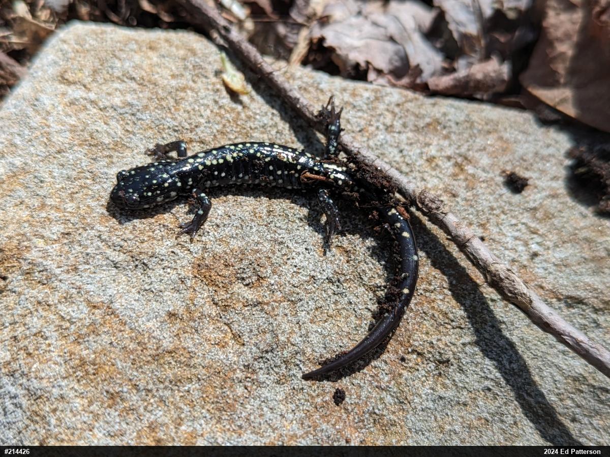 Northern Slimy Salamander