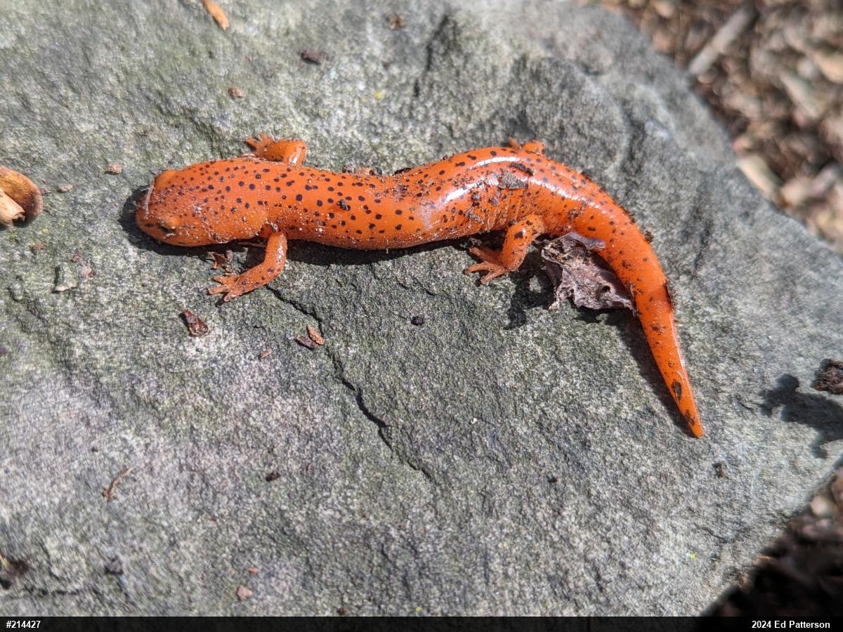 Northern Red Salamander