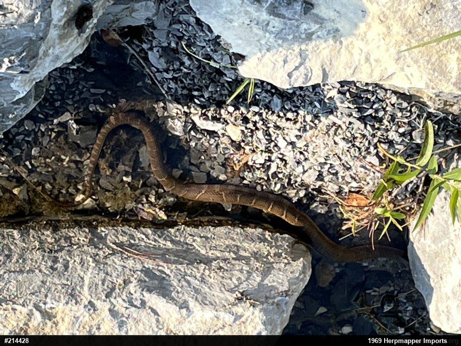 Northern Watersnake
