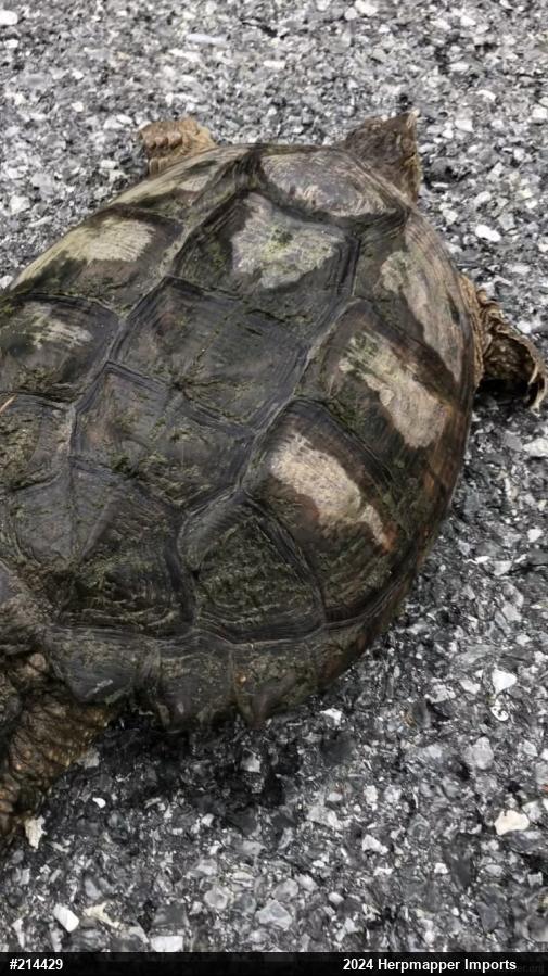 Snapping Turtle