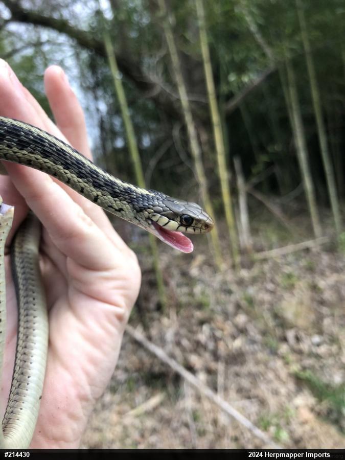 Eastern Gartersnake