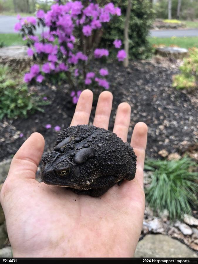 Eastern American Toad