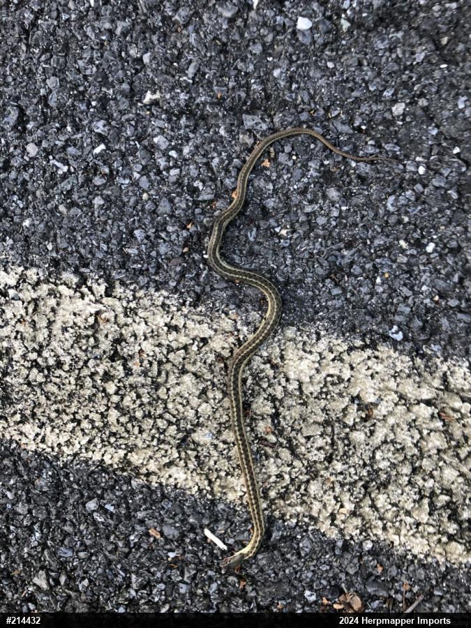 Eastern Gartersnake