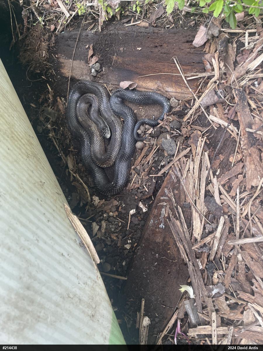 Eastern Ratsnake