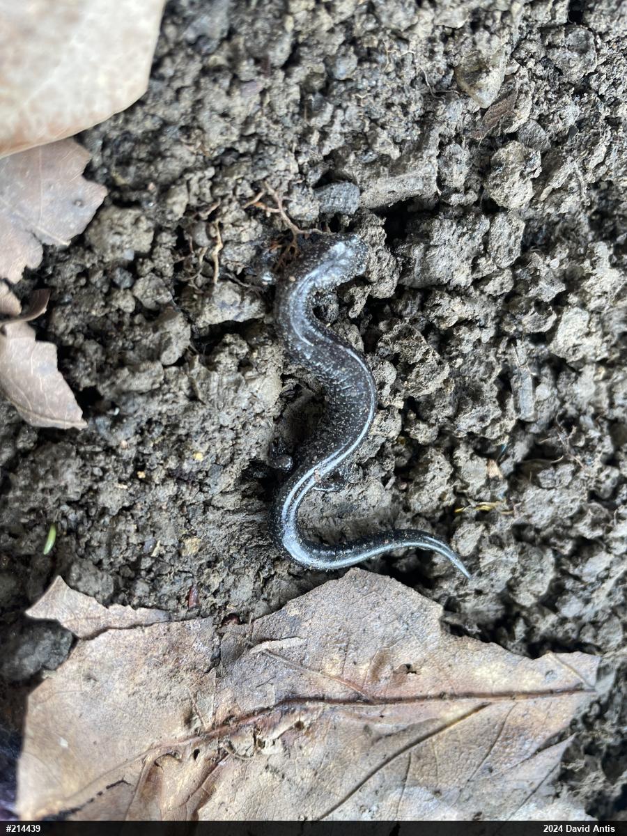 Northern Ravine Salamander