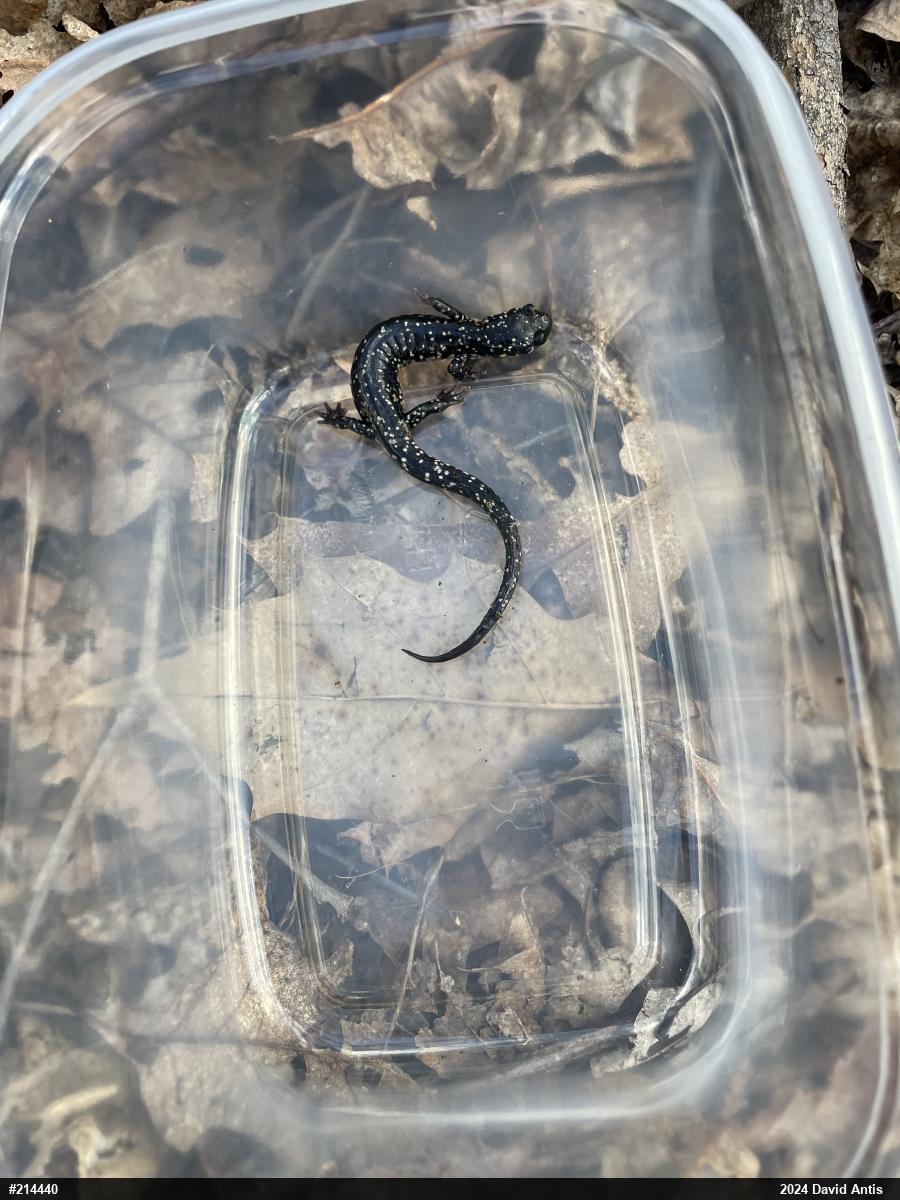 Northern Slimy Salamander