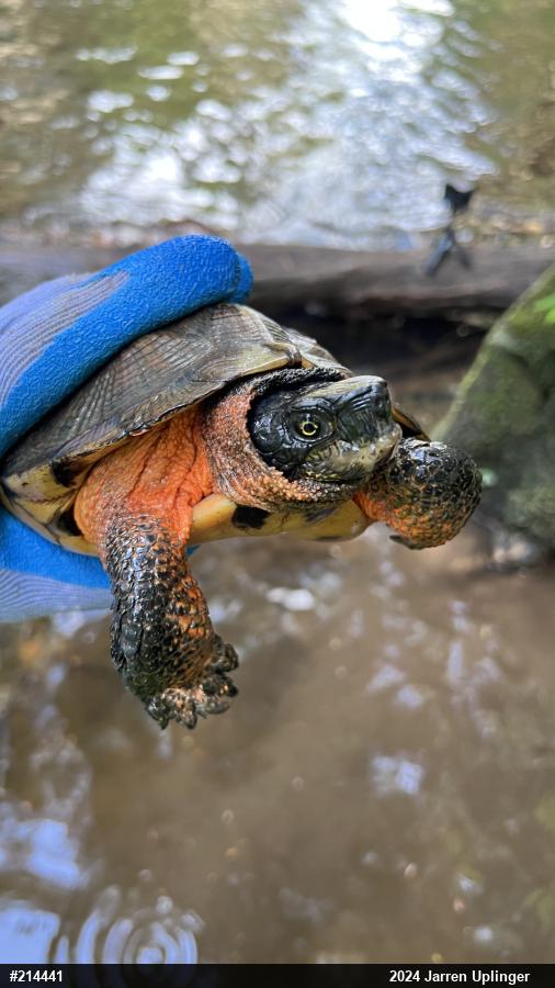 Wood Turtle