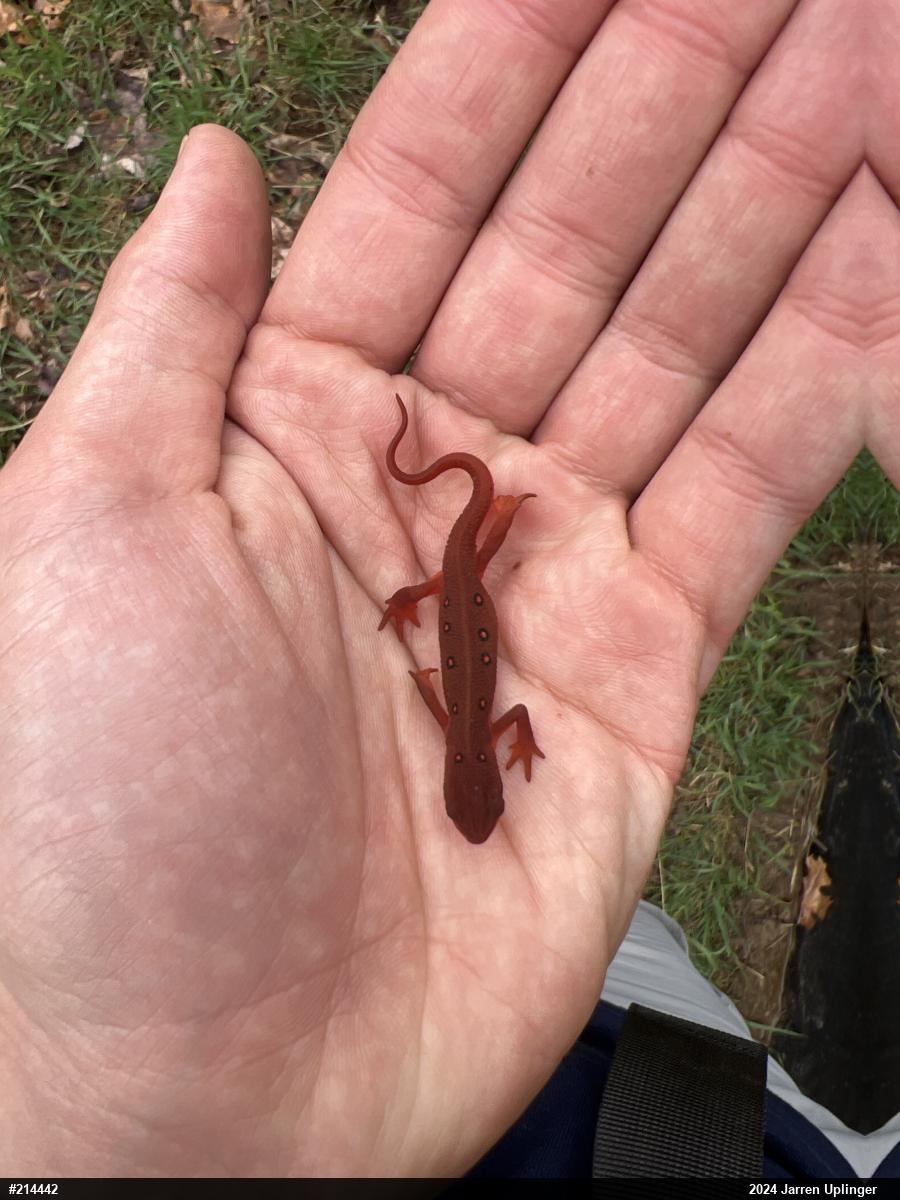 Red-spotted Newt