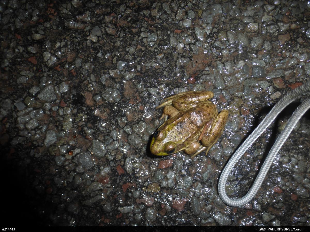 Green Frog