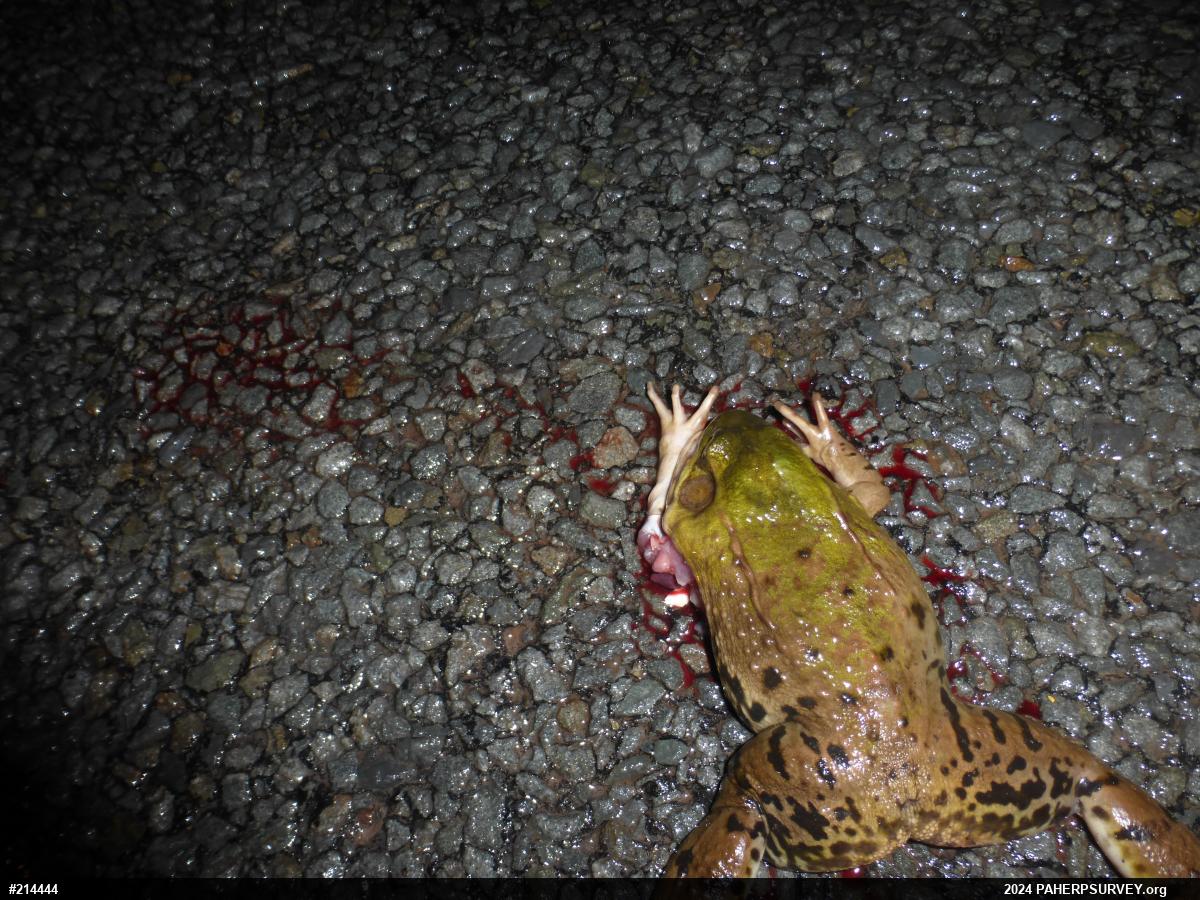Green Frog